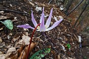 79 Dente di Cane (Erythronium dens-canis  